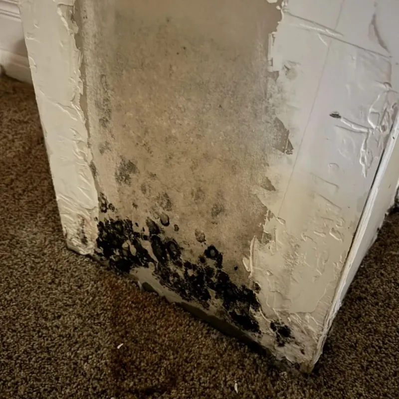 Professional Mold Removal in Lone Pine, CA